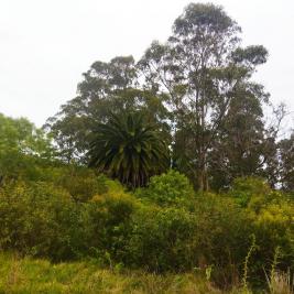 Chacra en Piriapolis (Cerro Pan De Azúcar)